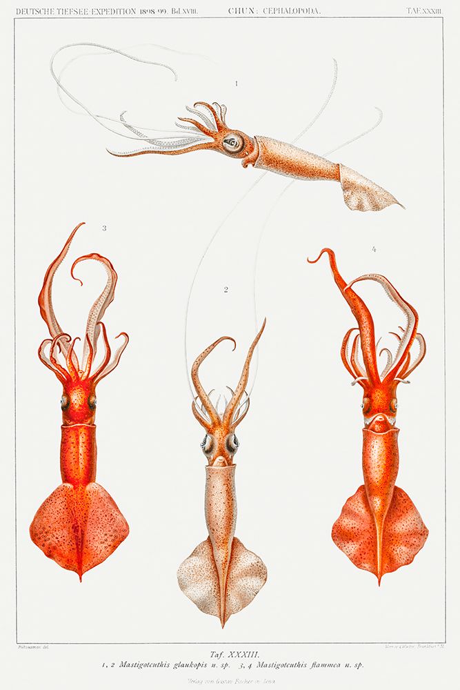 Whiplash squid illustration art print by Carl Chun for $57.95 CAD