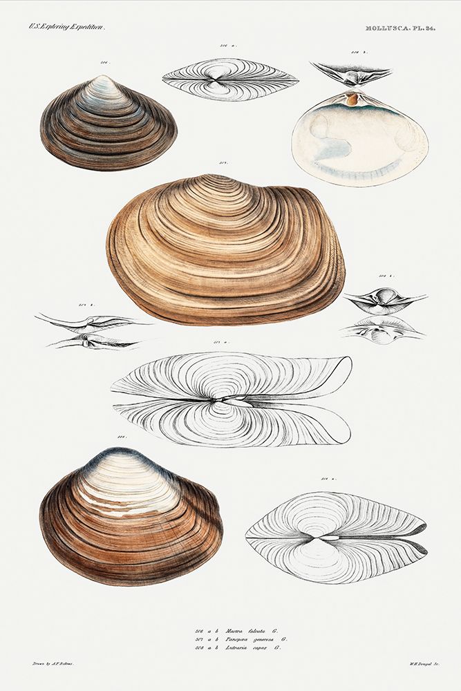 Clam shell varieties set illustration I art print by Augustus Addison Gould for $57.95 CAD