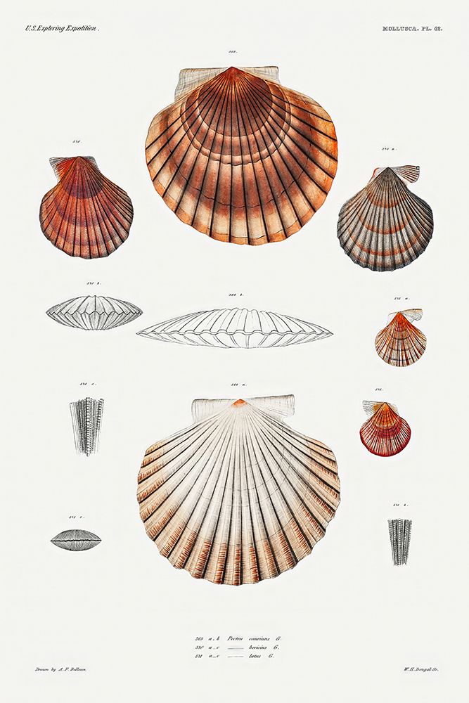 Clam shell varieties set illustration II art print by Augustus Addison Gould for $57.95 CAD