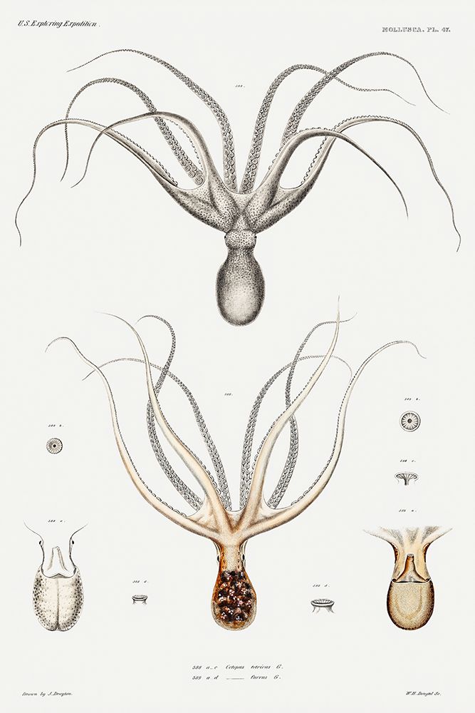 Common Sydney octopus and octopus furva illustration art print by Augustus Addison Gould for $57.95 CAD