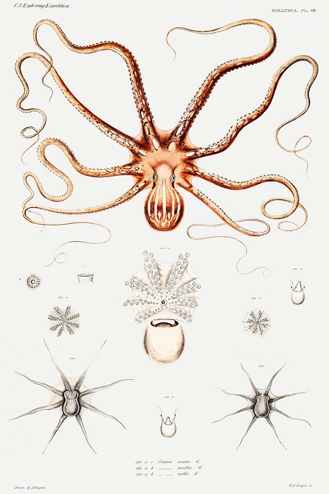 Ornate octopus anatomy illustration art print by Augustus Addison Gould for $57.95 CAD