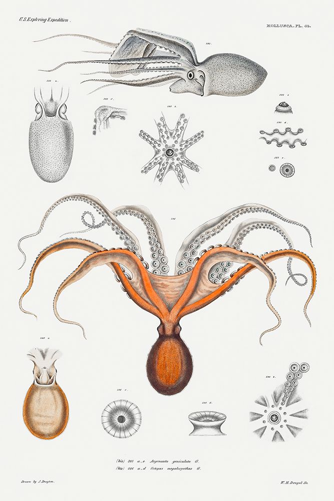 Red octopus and an argonaut illustration art print by Augustus Addison Gould for $57.95 CAD
