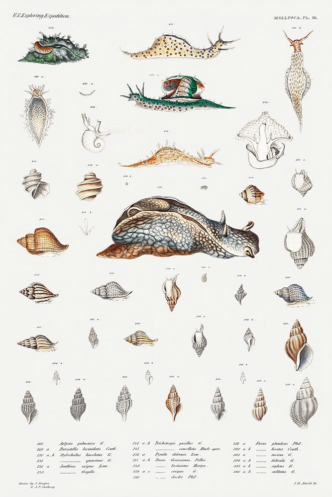 Snail varieties set illustration art print by Augustus Addison Gould for $57.95 CAD