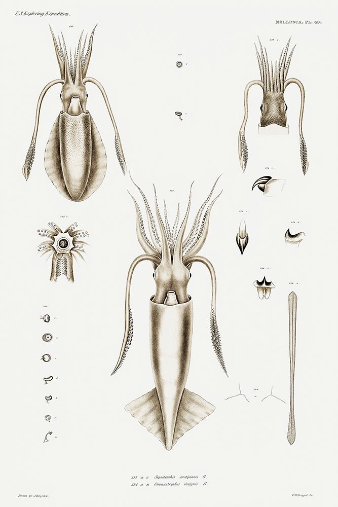 Squid varieties set illustration I art print by Augustus Addison Gould for $57.95 CAD