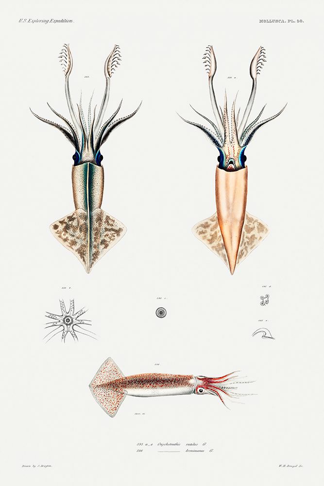 Squid varieties set illustration II art print by Augustus Addison Gould for $57.95 CAD