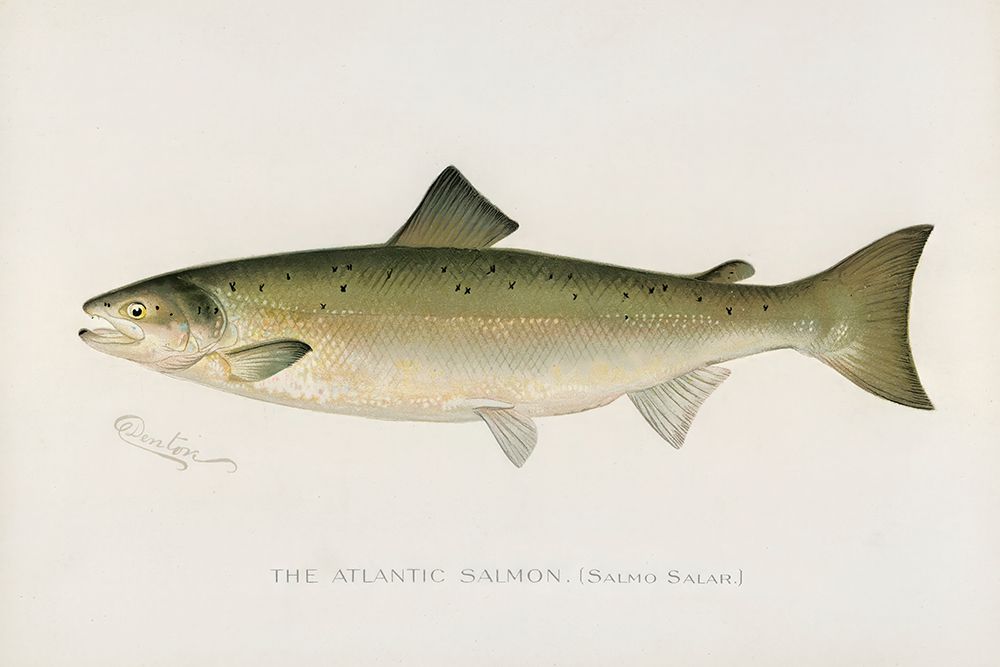 Atlantic Salmon, Salmo Salar art print by Sherman F. Denton for $57.95 CAD