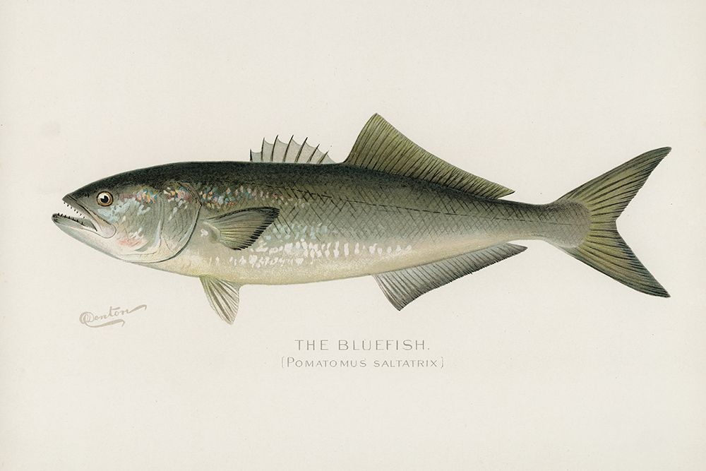 Bluefish, Pomatomus Saltatrix art print by Sherman F. Denton for $57.95 CAD