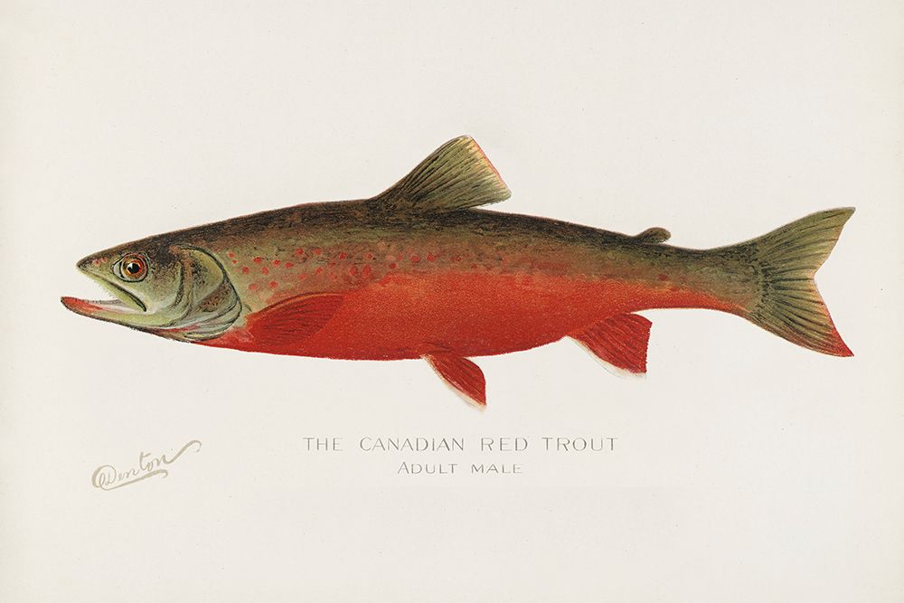 Canadian Red Trout art print by Sherman F. Denton for $57.95 CAD