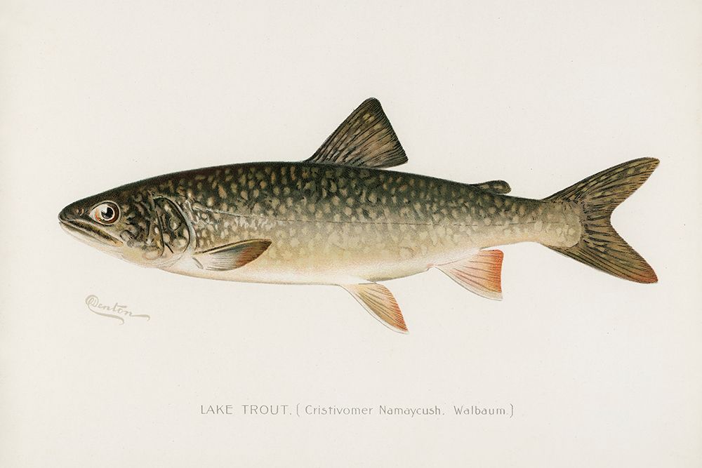 Lake Trout, Cristivomer Namaycush art print by Sherman F. Denton for $57.95 CAD