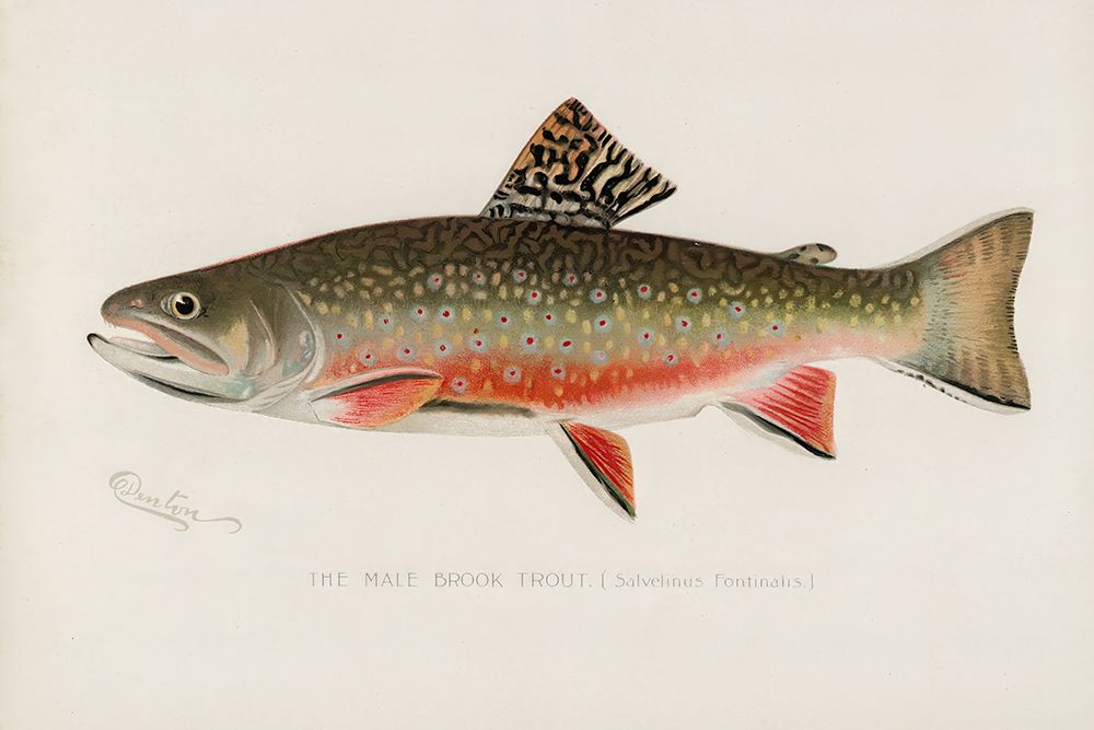 Male brook trout, Salvelinus Fontinalis art print by Sherman F. Denton for $57.95 CAD