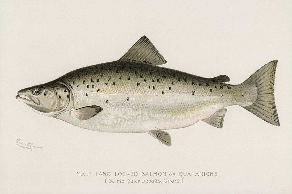 Male Land Locked Salmon,  Quananiche, Salmo Salar Sebaqo Girard art print by Sherman F. Denton for $57.95 CAD