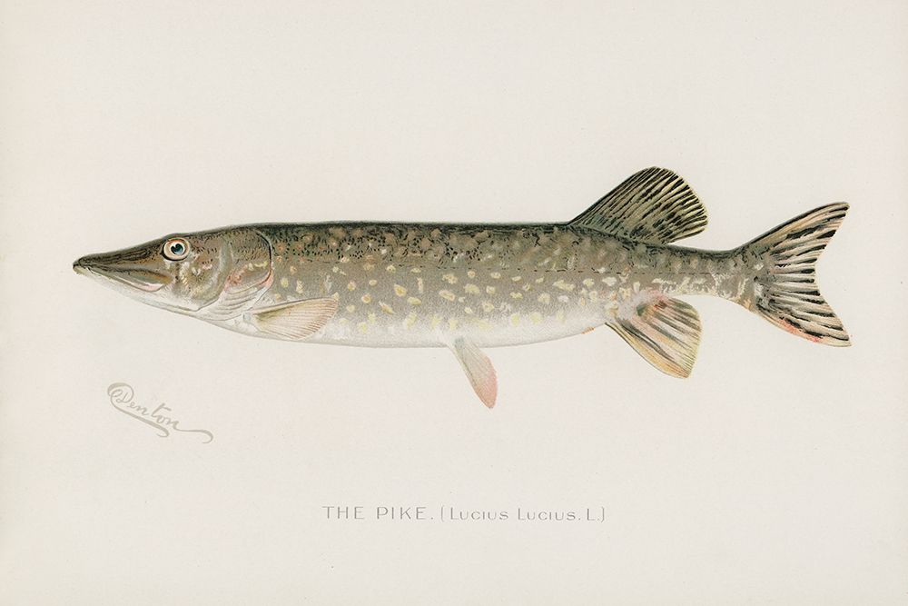 Pike, Lucius Lucius art print by Sherman F. Denton for $57.95 CAD
