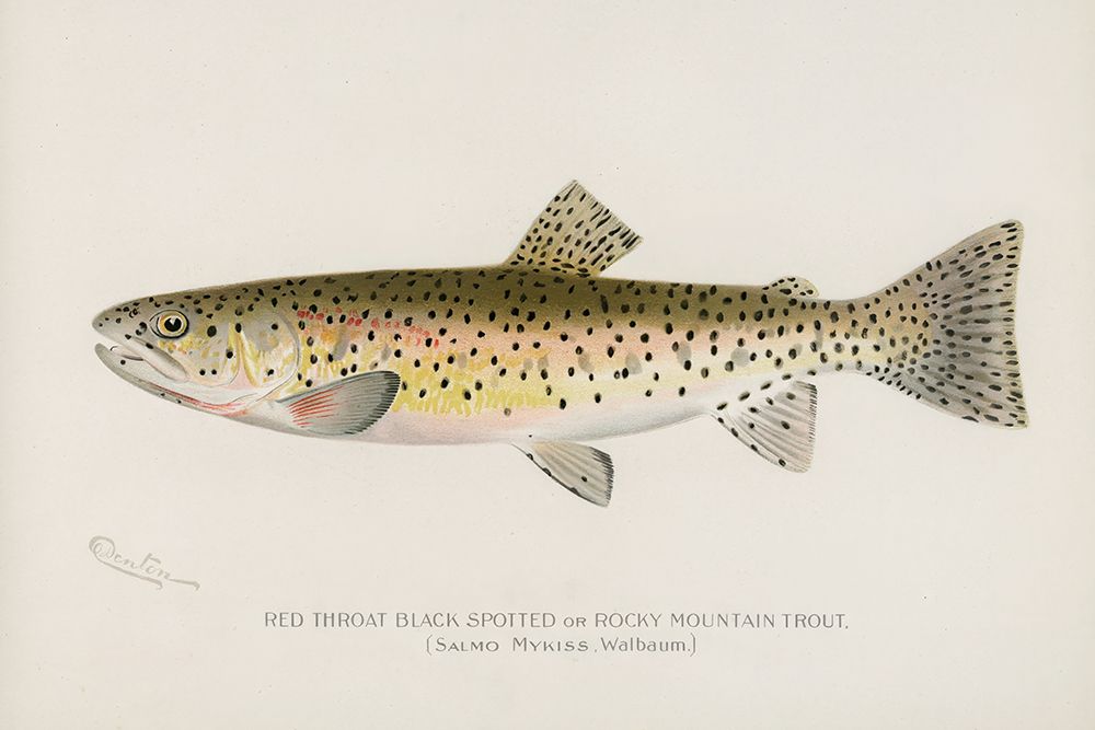 Red Throat Black Spotted or Rocky Mountain Trout art print by Sherman F. Denton for $57.95 CAD