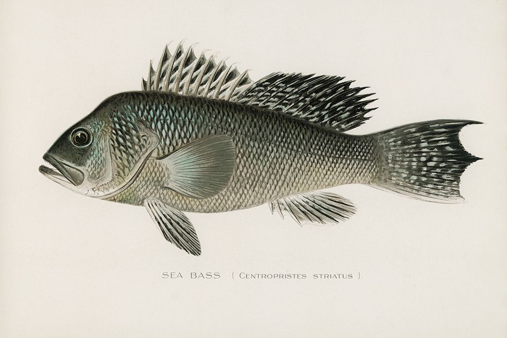 Sea Bass, Centropristes Striatus art print by Sherman F. Denton for $57.95 CAD
