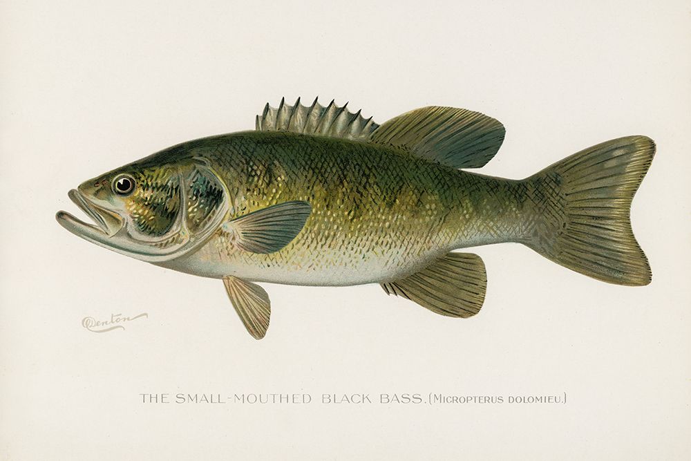 Small-Mouthed Black Bass, Micropterus Dolomieu art print by Sherman F. Denton for $57.95 CAD