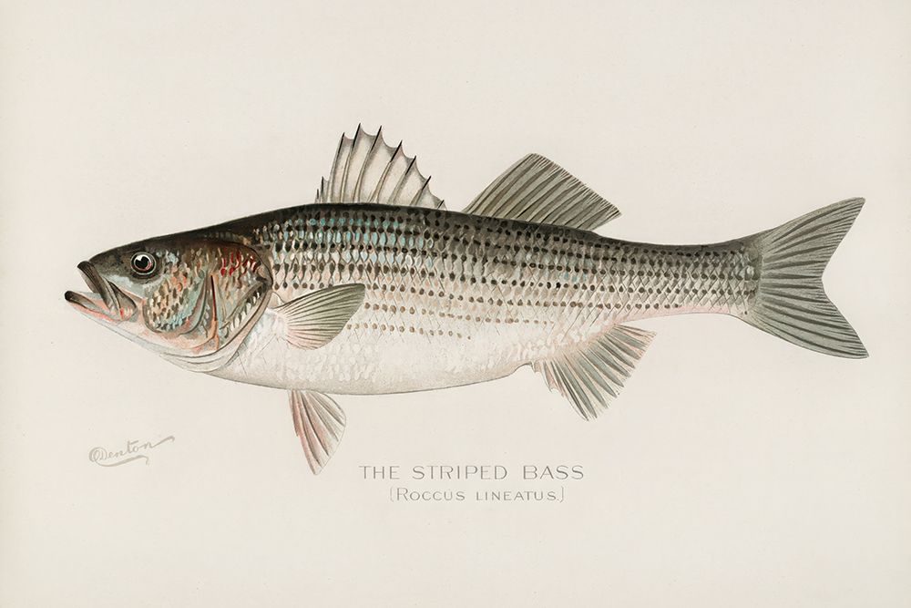 Striped Bass, Roccus Lineatus art print by Sherman F. Denton for $57.95 CAD