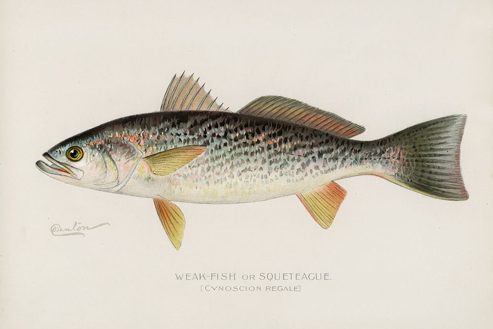 Weak-Fish or Squeteacue, Cynoscion Regale art print by Sherman F. Denton for $57.95 CAD