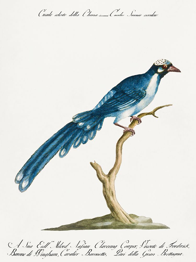 Cuckoo, Cucule celeste della China art print by Saverio Manetti for $57.95 CAD