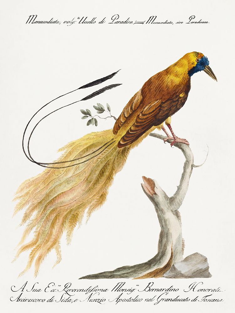 Bird of Paradise, Manucodiata, sive paradisaea art print by Saverio Manetti for $57.95 CAD