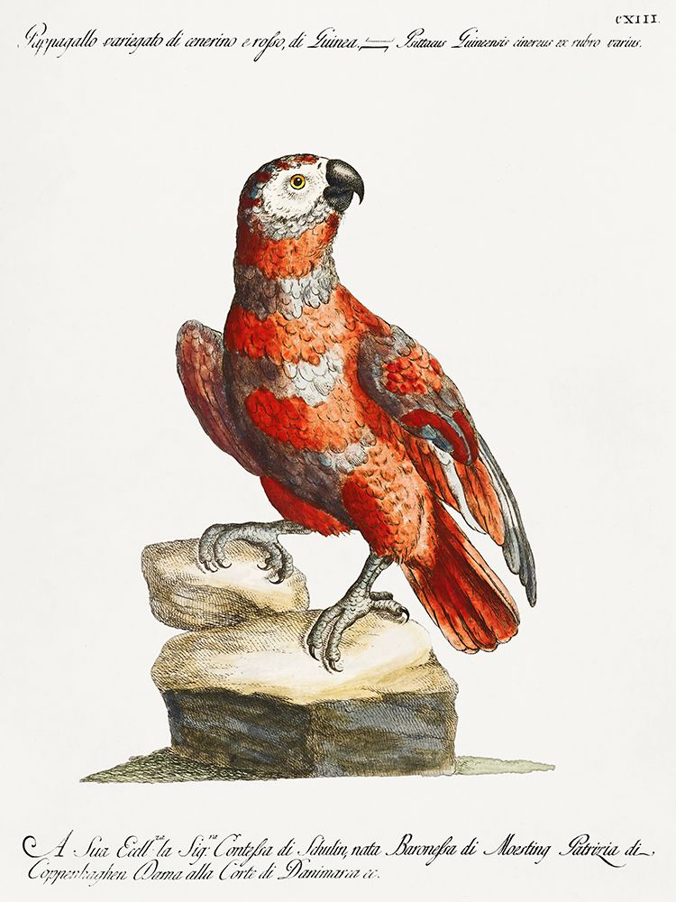 Parrot, Pappagallo variegato di cenerino e rosso, di Guinea art print by Saverio Manetti for $57.95 CAD