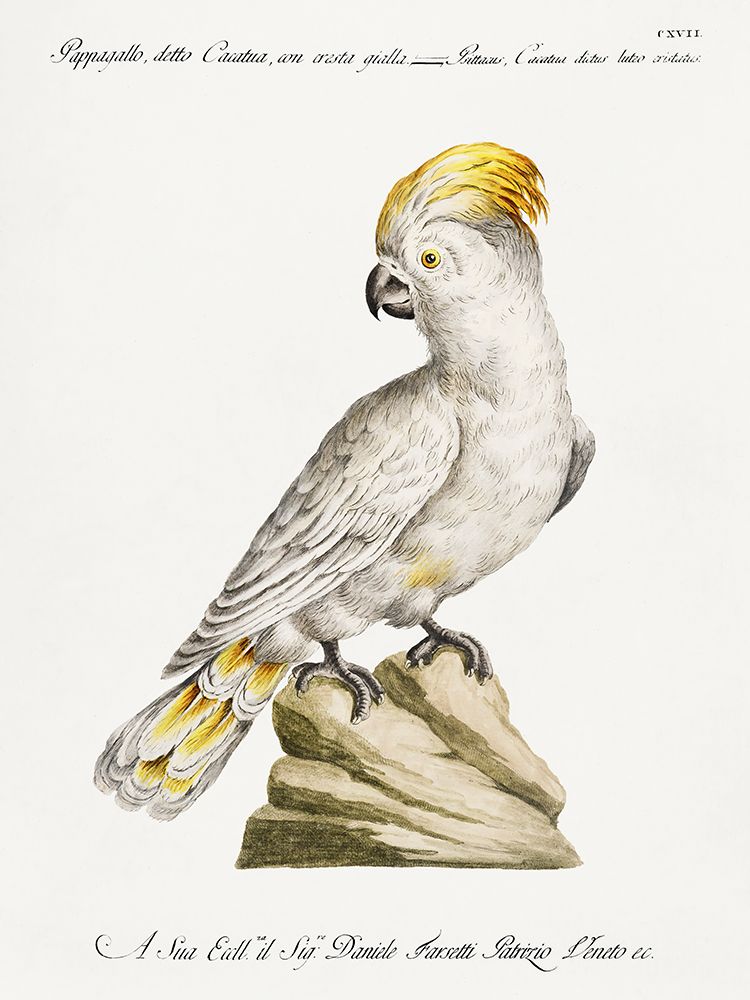 Cockatoo, Pappagallo, detto cacatua, con cresta gialla art print by Saverio Manetti for $57.95 CAD