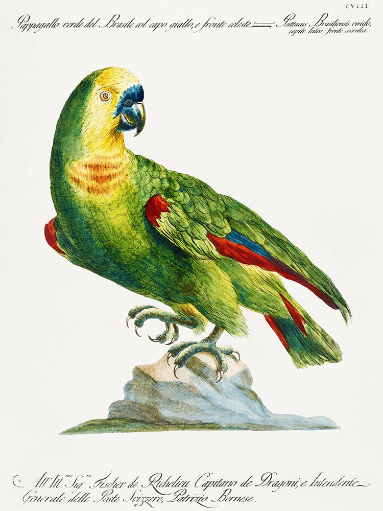 Parrot, appagallo, verde del Brasile col capo giallo, e fronte celeste art print by Saverio Manetti for $57.95 CAD