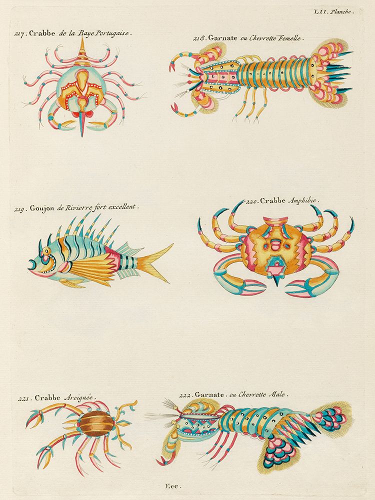 Illustrations of crabs and lobster found in Moluccas Indonesia and the East Indies art print by Louis Renard for $57.95 CAD