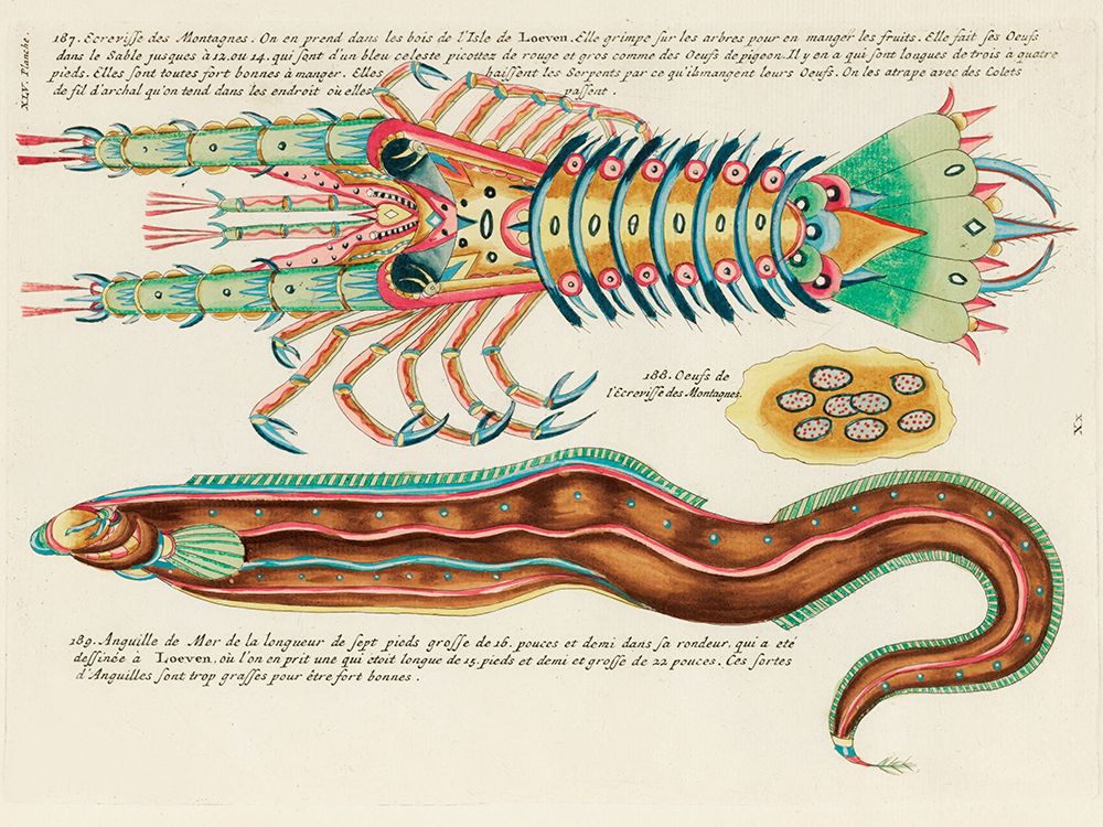 Illustrations of fish and lobster found in Moluccas Indonesia and the East Indies art print by Louis Renard for $57.95 CAD