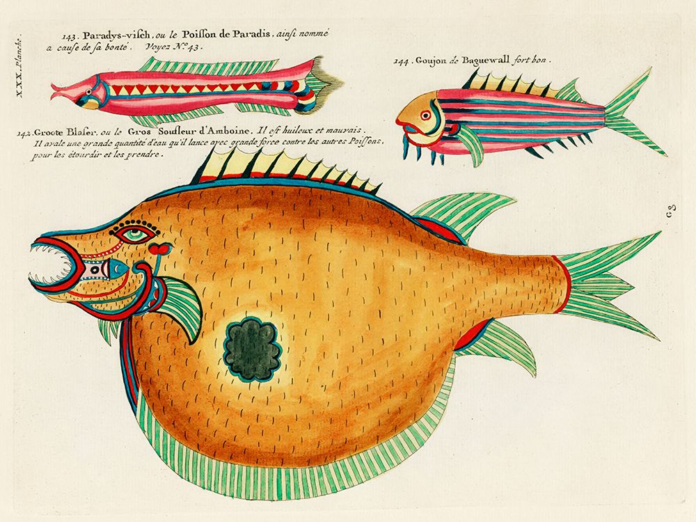 Illustrations of fishes found in Moluccas Indonesia and the East Indies 1 art print by Louis Renard for $57.95 CAD