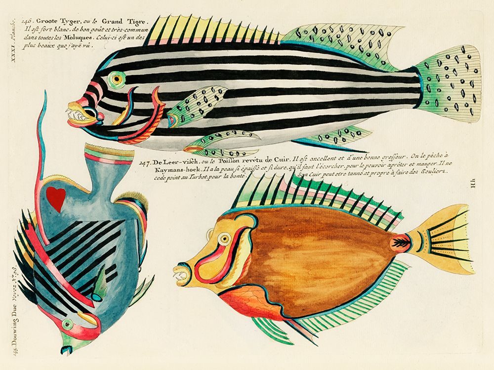 Illustrations of fishes found in Moluccas Indonesia and the East Indies 7 art print by Louis Renard for $57.95 CAD