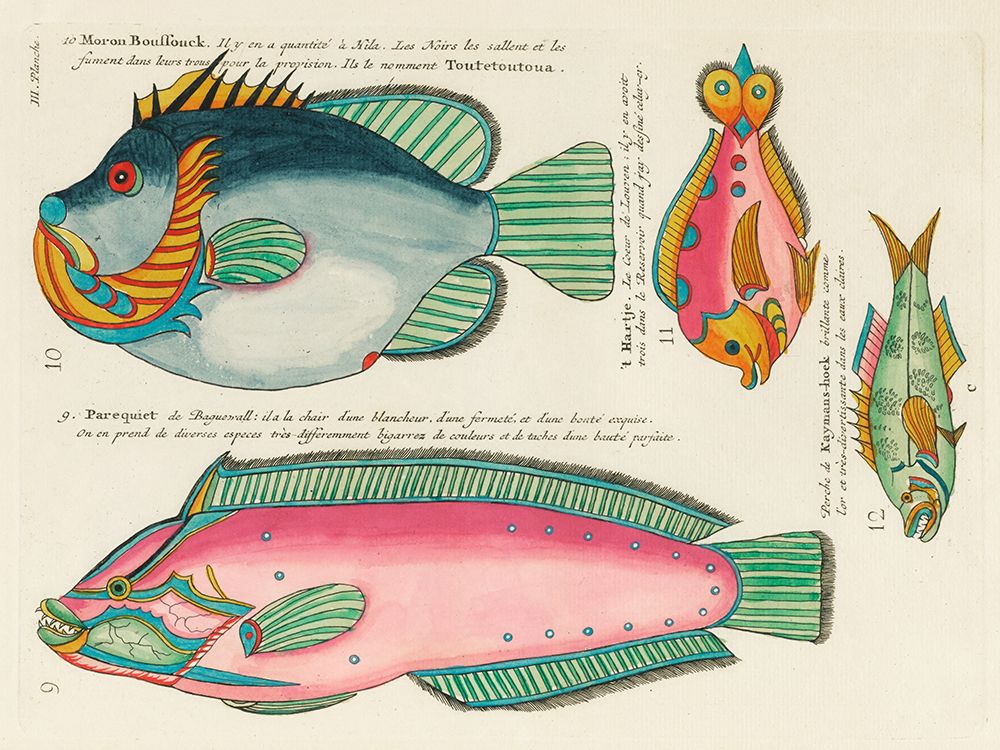 Illustrations of fishes found in Moluccas Indonesia and the East Indies 9 art print by Louis Renard for $57.95 CAD