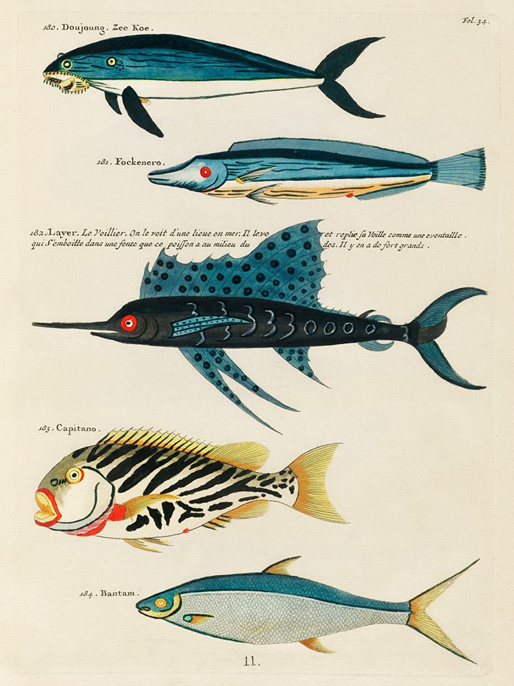 Illustrations of fishes found in Moluccas Indonesia and the East Indies 12 art print by Louis Renard for $57.95 CAD