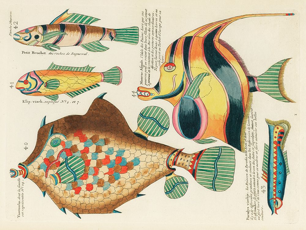 Illustrations of fishes found in Moluccas Indonesia and the East Indies 13 art print by Louis Renard for $57.95 CAD