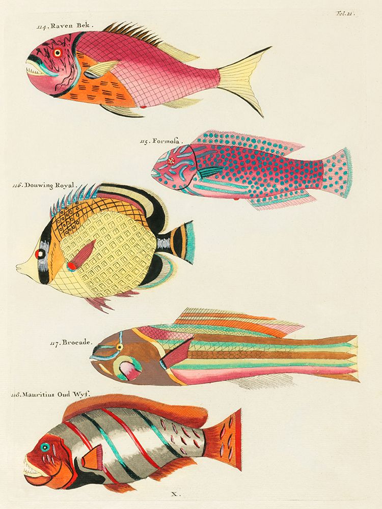 Illustrations of fishes found in Moluccas Indonesia and the East Indies 20 art print by Louis Renard for $57.95 CAD