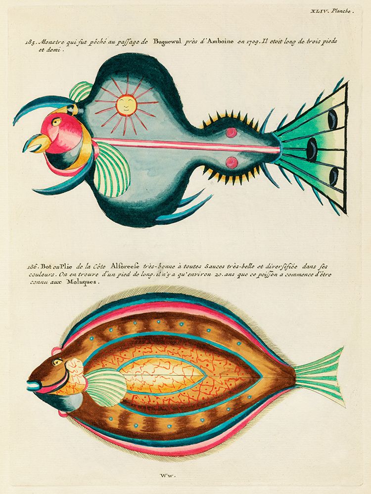 Illustrations of fishes found in Moluccas Indonesia and the East Indies 21 art print by Louis Renard for $57.95 CAD