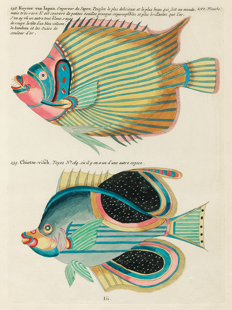 Illustrations of fishes found in Moluccas Indonesia and the East Indies 23 art print by Louis Renard for $57.95 CAD