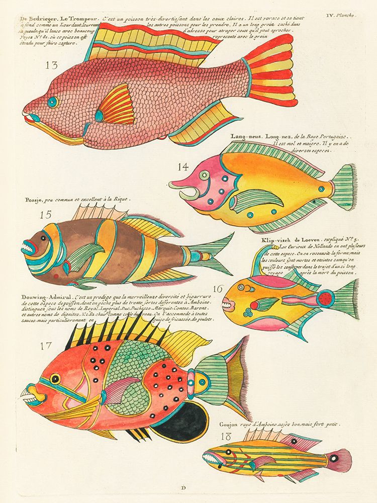 Illustrations of fishes found in Moluccas Indonesia and the East Indies 26 art print by Louis Renard for $57.95 CAD