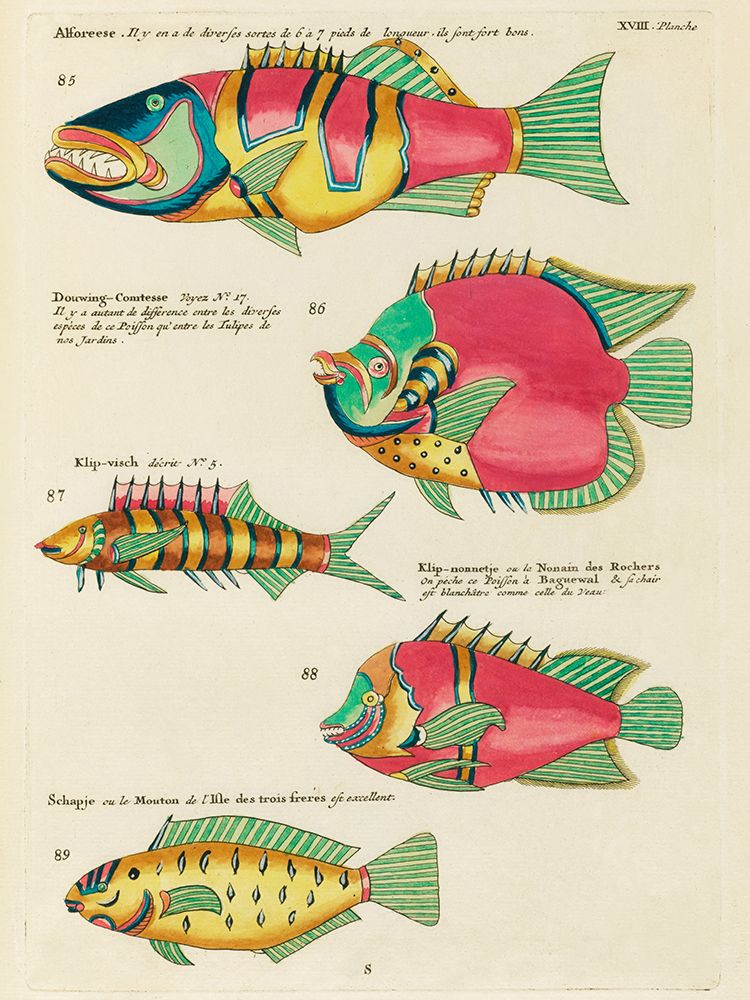 Illustrations of fishes found in Moluccas Indonesia and the East Indies 27 art print by Louis Renard for $57.95 CAD