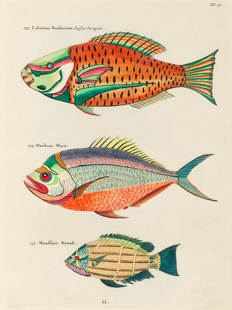 Illustrations of fishes found in Moluccas Indonesia and the East Indies 31 art print by Louis Renard for $57.95 CAD