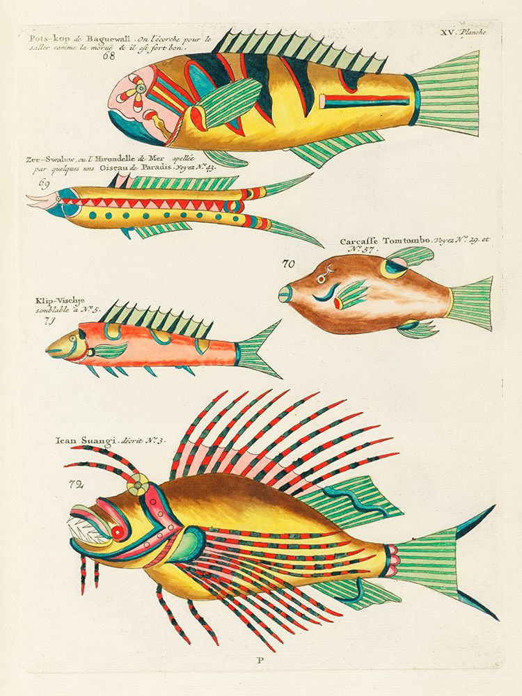 Illustrations of fishes found in Moluccas Indonesia and the East Indies 32 art print by Louis Renard for $57.95 CAD