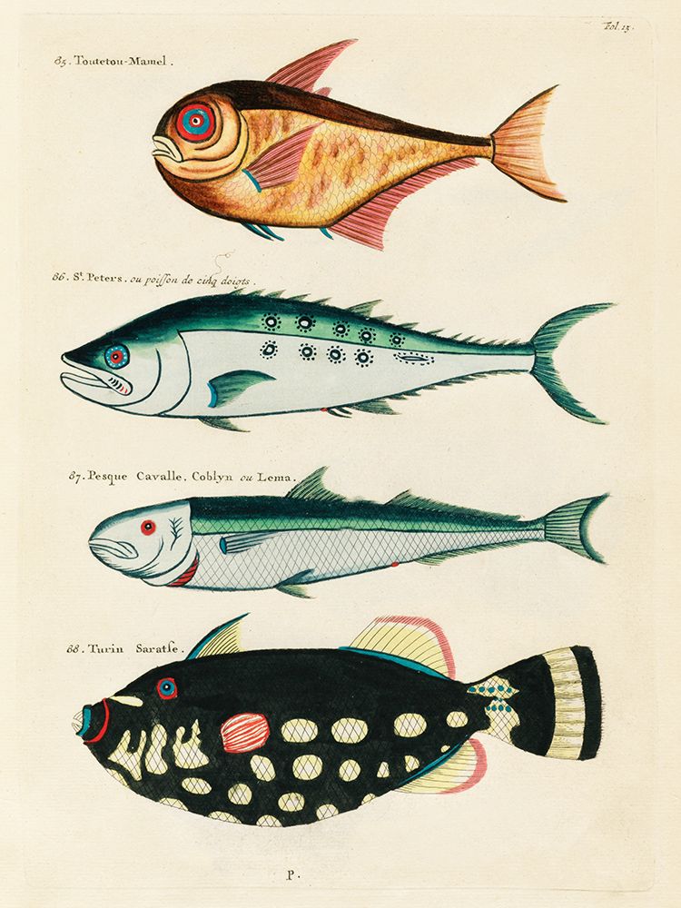 Illustrations of fishes found in Moluccas Indonesia and the East Indies 34 art print by Louis Renard for $57.95 CAD