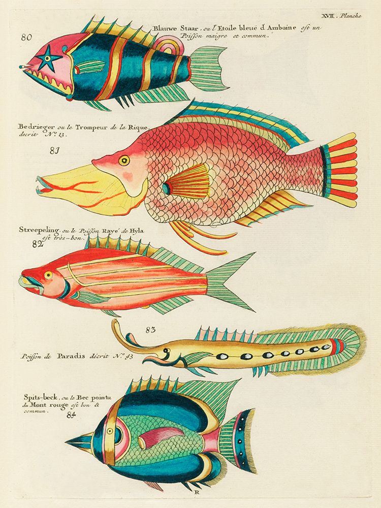 Illustrations of fishes found in Moluccas Indonesia and the East Indies 35 art print by Louis Renard for $57.95 CAD
