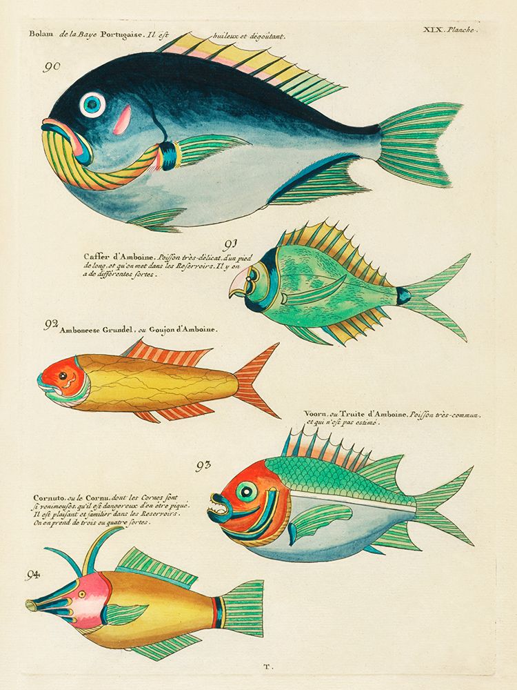 Illustrations of fishes found in Moluccas Indonesia and the East Indies 36 art print by Louis Renard for $57.95 CAD