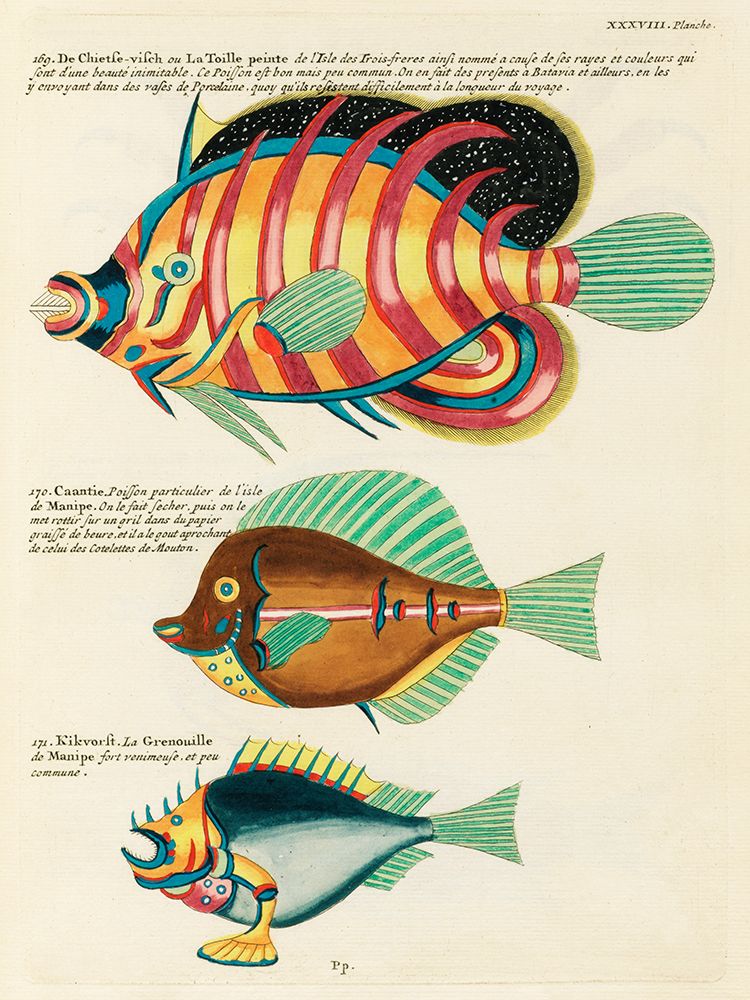 Illustrations of fishes found in Moluccas Indonesia and the East Indies 37 art print by Louis Renard for $57.95 CAD