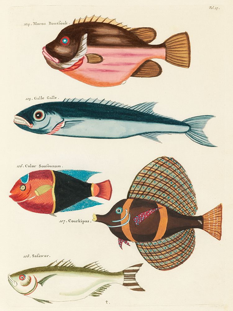 Illustrations of fishes found in Moluccas Indonesia and the East Indies 39 art print by Louis Renard for $57.95 CAD
