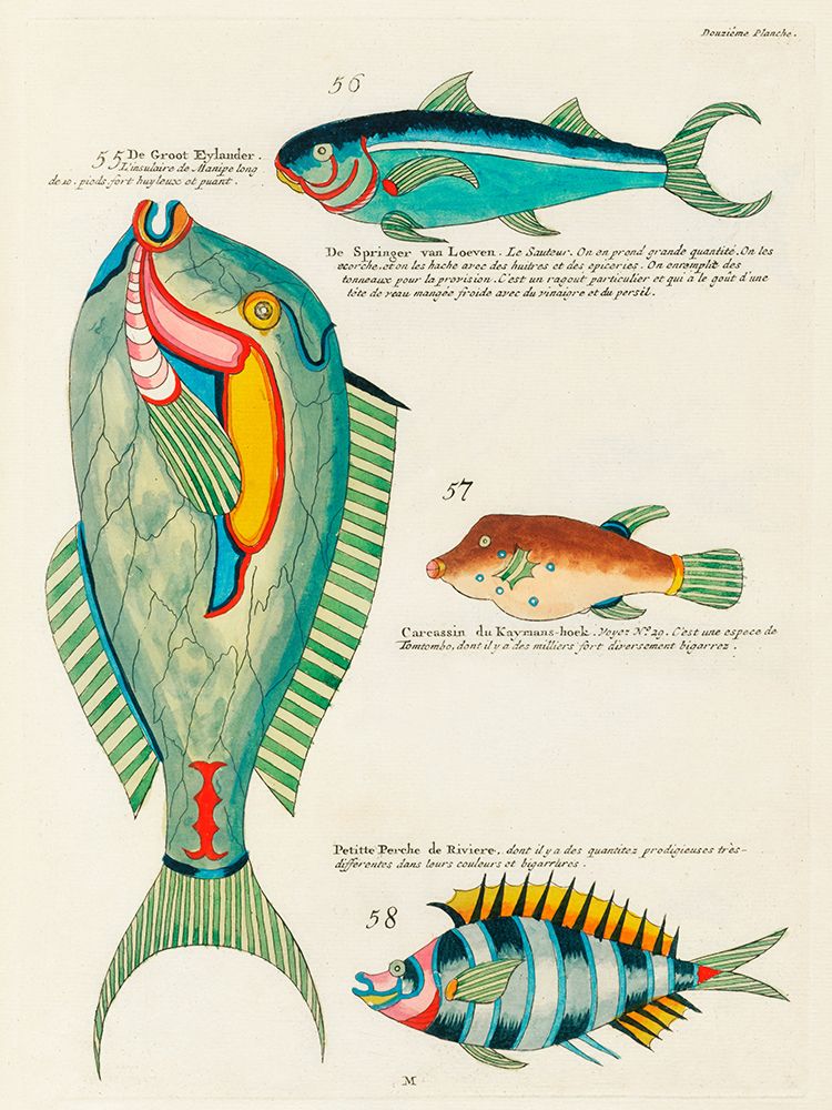 Illustrations of fishes found in Moluccas Indonesia and the East Indies 40 art print by Louis Renard for $57.95 CAD