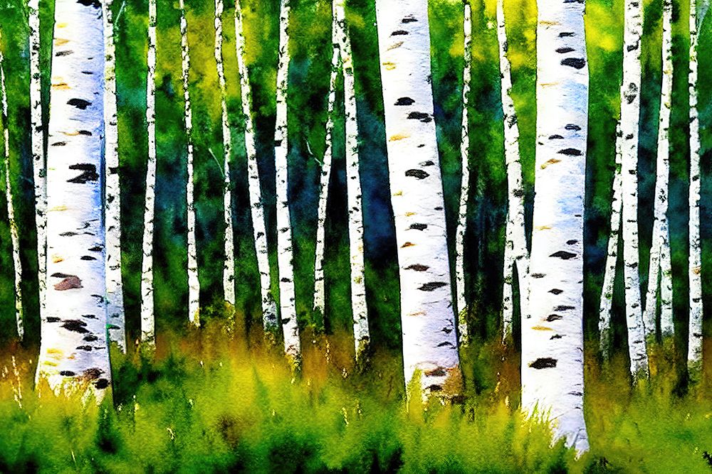 Birch Grove 1 art print by Alpenglow Workshop for $57.95 CAD