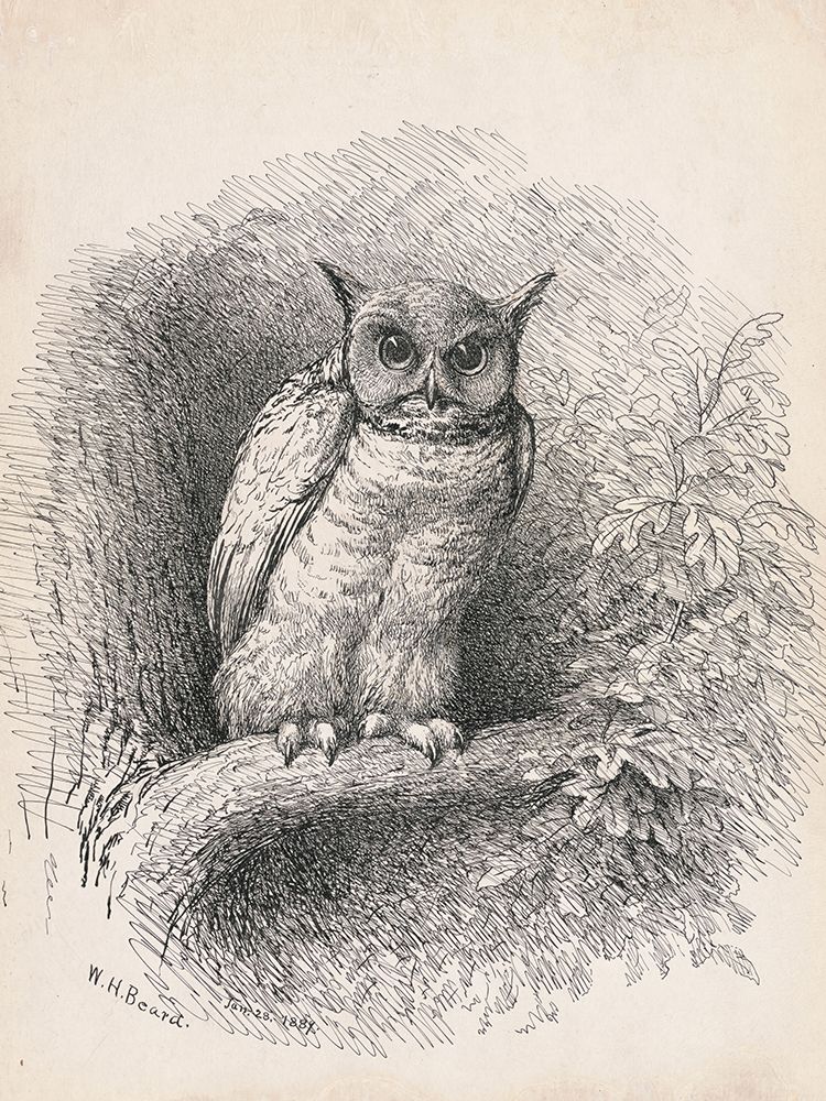 Owl art print by William Holbrook Beard for $57.95 CAD