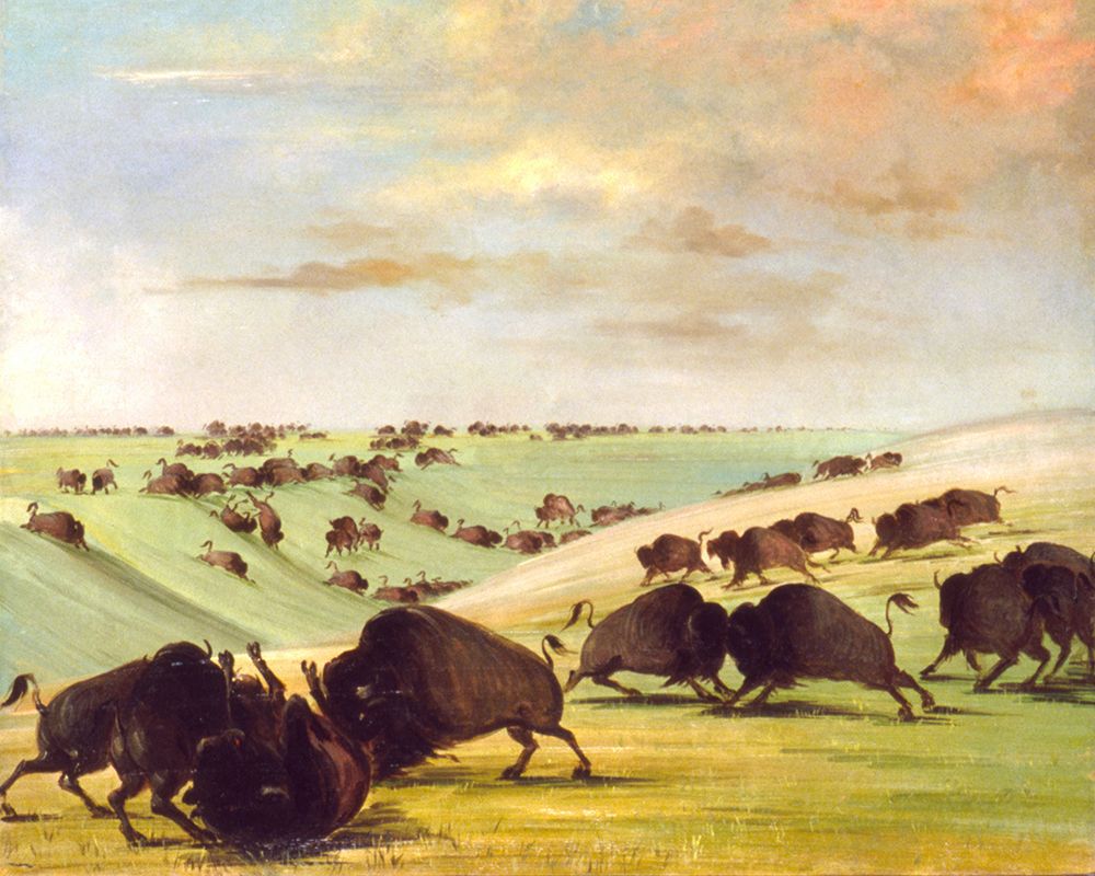 Buffalo Bulls Fighting in Running Season|Upper Missouri art print by George Catlin for $57.95 CAD