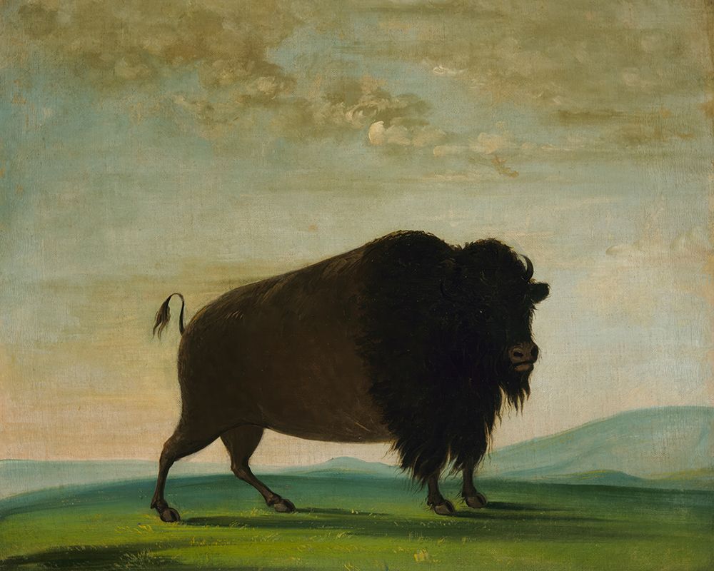 Buffalo Cow|Grazing on the Prairie art print by George Catlin for $57.95 CAD